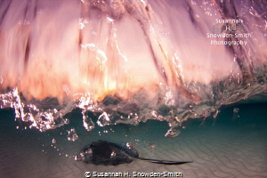 "Sunrise Water With Stingray"

A stingray swims below w... by Susannah H. Snowden-Smith 